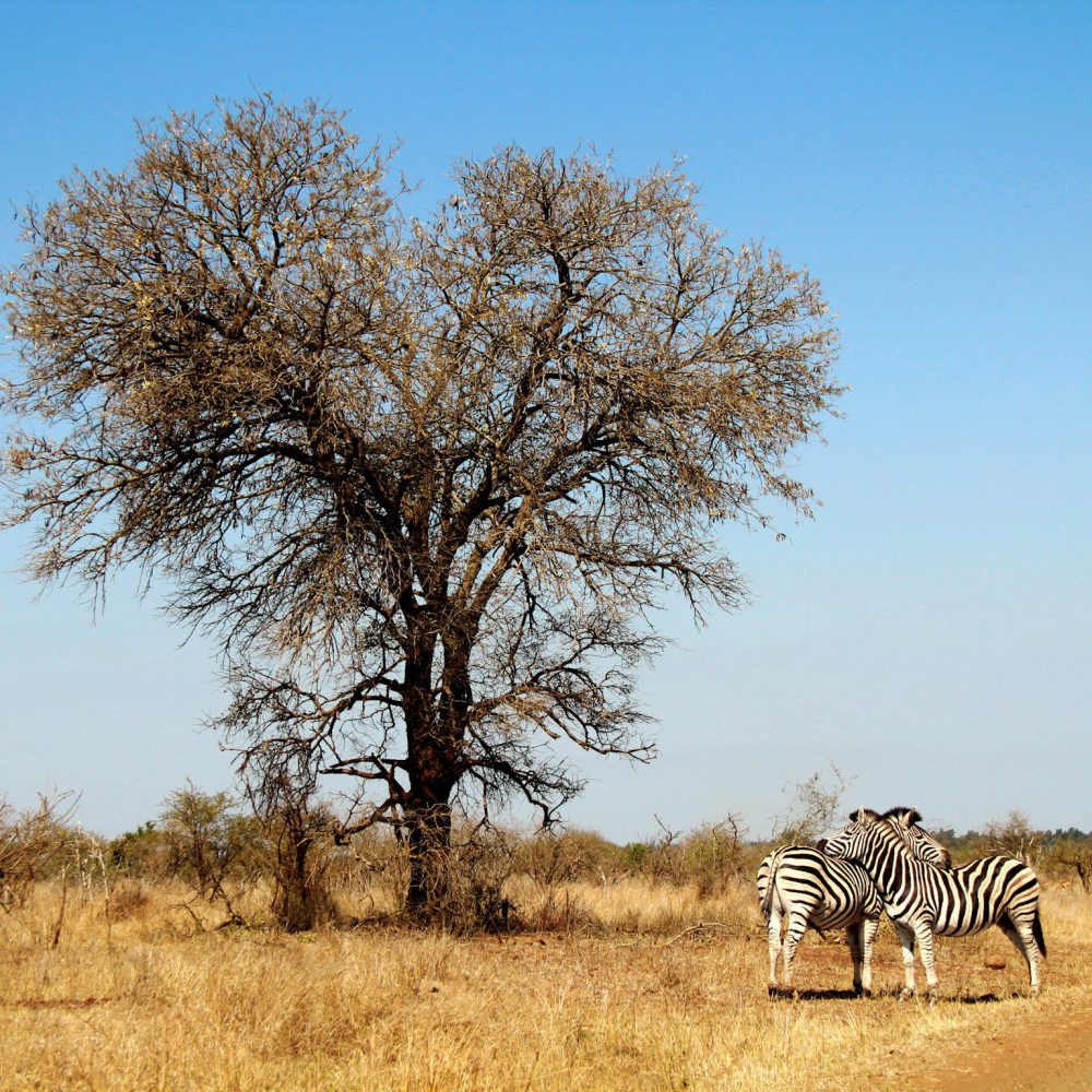 Kruger-National-Park-South-Africa--2